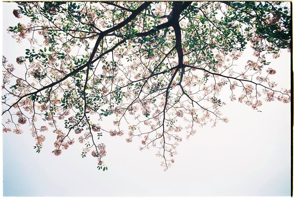 Dân tình ngỡ ngàng với loạt ảnh chụp hoa kèn hồng bung nở sớm tại Sài Gòn - Ảnh 2. Dân tình ngỡ ngàng với loạt ảnh chụp hoa kèn hồng bung nở sớm tại Sài Gòn - Ảnh 2.