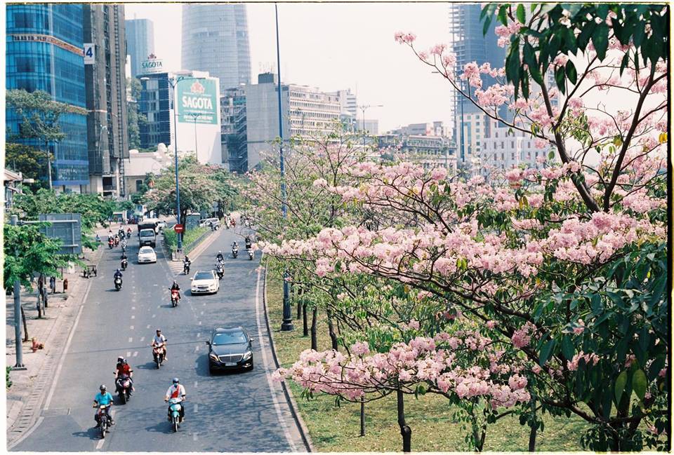 Dân tình ngỡ ngàng với loạt ảnh chụp hoa kèn hồng bung nở sớm tại Sài Gòn - Ảnh 1. Dân tình ngỡ ngàng với loạt ảnh chụp hoa kèn hồng bung nở sớm tại Sài Gòn - Ảnh 1.