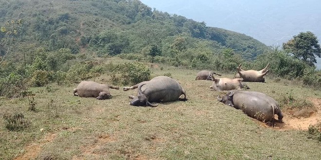 Đàn trâu 6 con bị sét đánh chết nằm chổng vó lên trời ở Lào Cai