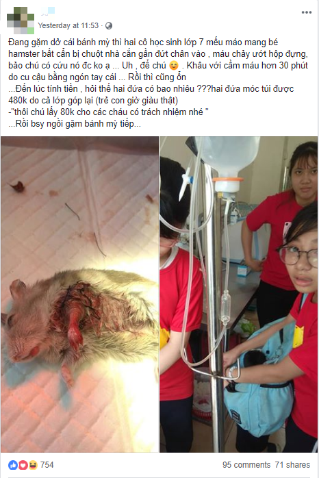 Nhóm học sinh lớp 7 quyên góp tiền cứu chú chuột hamster bị thương ở chân và câu chuyện phía sau khiến nhiều người ấm lòng - Ảnh 1.