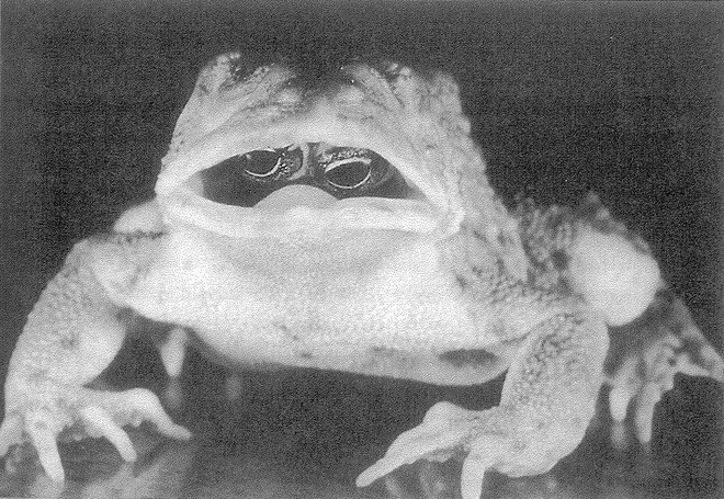 Mutation gave this toad eyes in its mouth - Photo 1.