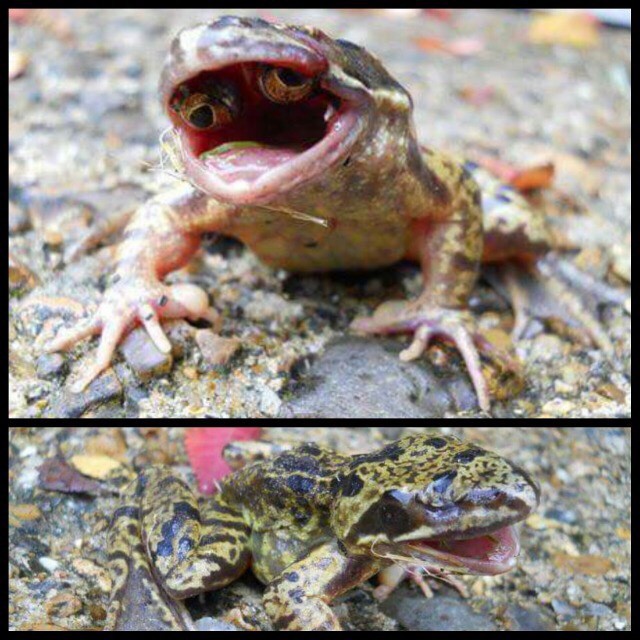 Mutation gave this toad eyes in its mouth - Photo 3.