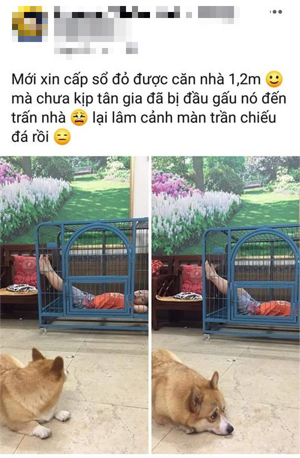 Bị cậu b&eacute; chiếm dụng căn nh&agrave; 1m2, boss tủi th&acirc;n nằm gục tr&ecirc;n nền nh&agrave; khiến nhiều người bật cười nghi&ecirc;ng ngả - Ảnh 1.