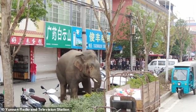 Không tìm được bạn gái, chú voi Trung Quốc điên cuồng phá phách cả con phố - Ảnh 2.