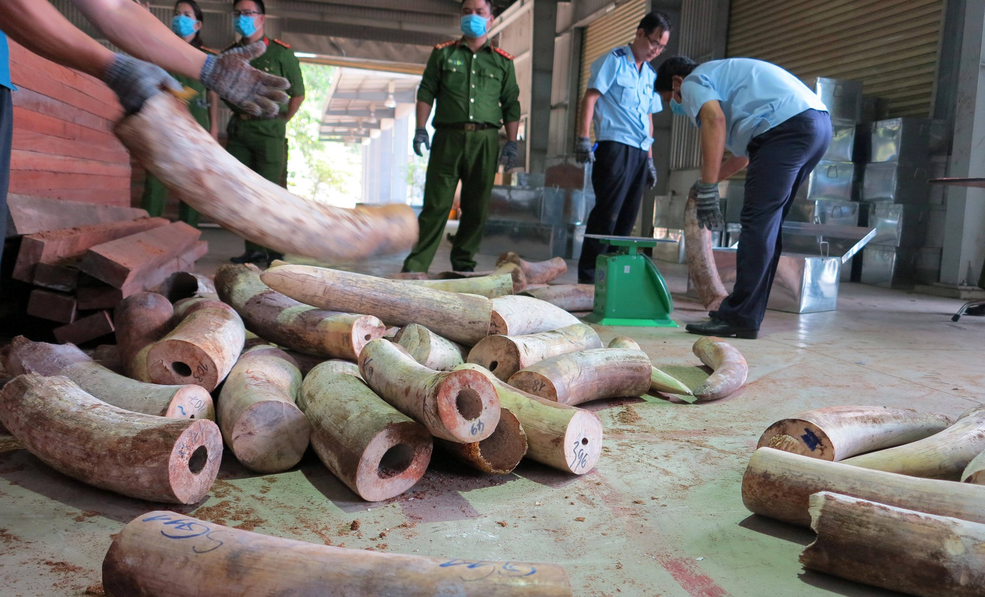 Phát hiện vụ buôn lậu 9,1 tấn ngà voi châu Phi ngụy trang tinh vi trong các thanh gỗ xẻ ở Đà Nẵng - Ảnh 2. Phát hiện vụ buôn lậu 9,1 tấn ngà voi châu Phi ngụy trang tinh vi trong các thanh gỗ xẻ ở Đà Nẵng - Ảnh 2.