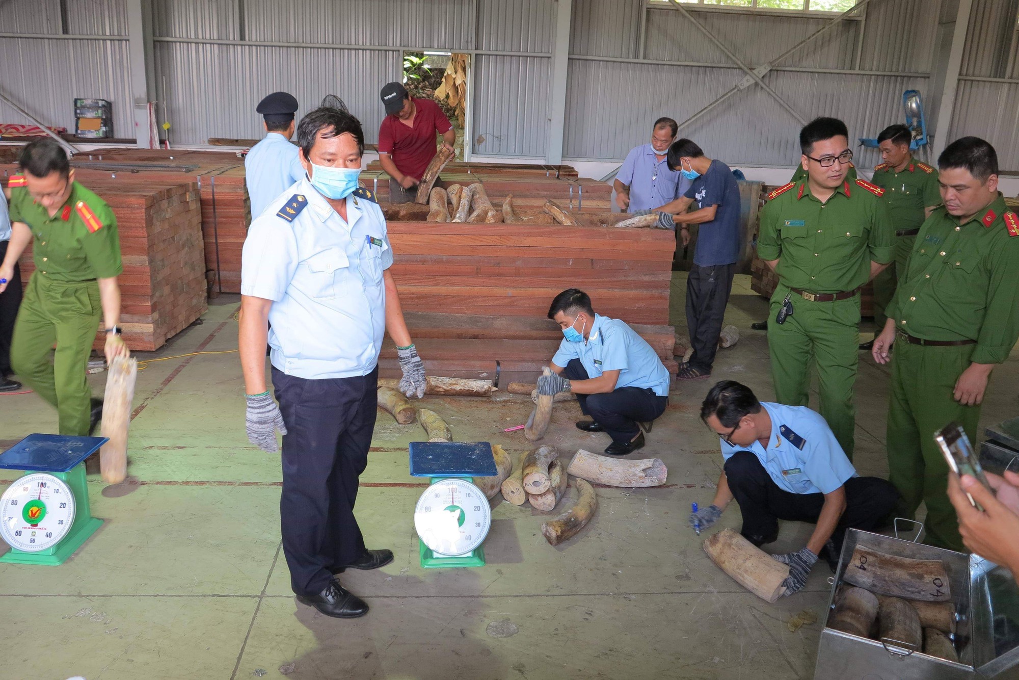 Phát hiện vụ buôn lậu 9,1 tấn ngà voi châu Phi ngụy trang tinh vi trong các thanh gỗ xẻ ở Đà Nẵng - Ảnh 3. Phát hiện vụ buôn lậu 9,1 tấn ngà voi châu Phi ngụy trang tinh vi trong các thanh gỗ xẻ ở Đà Nẵng - Ảnh 3.