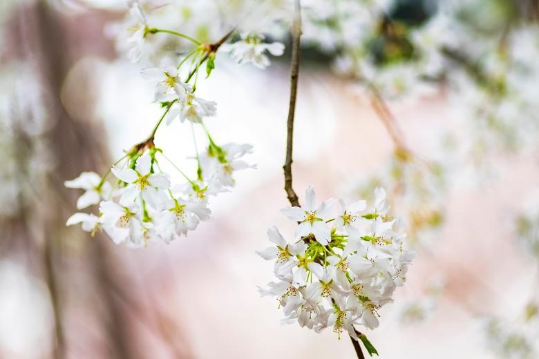 Hoa anh đào ở Singapore - Ảnh 9.