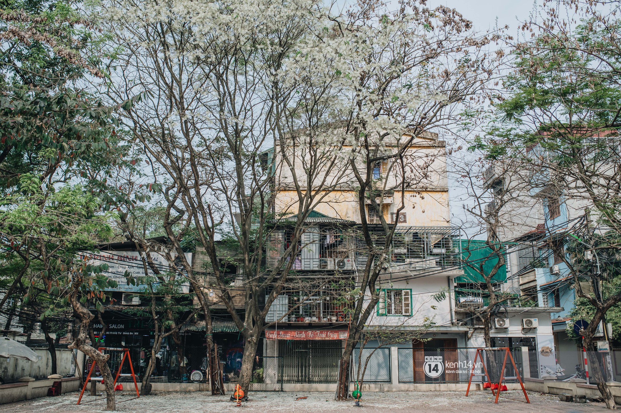Đây là Hà Nội, của những ngày hoa sưa tinh khôi phủ trắng trời như tuyết - Ảnh 8. Đây là Hà Nội, của những ngày hoa sưa tinh khôi phủ trắng trời như tuyết - Ảnh 8.