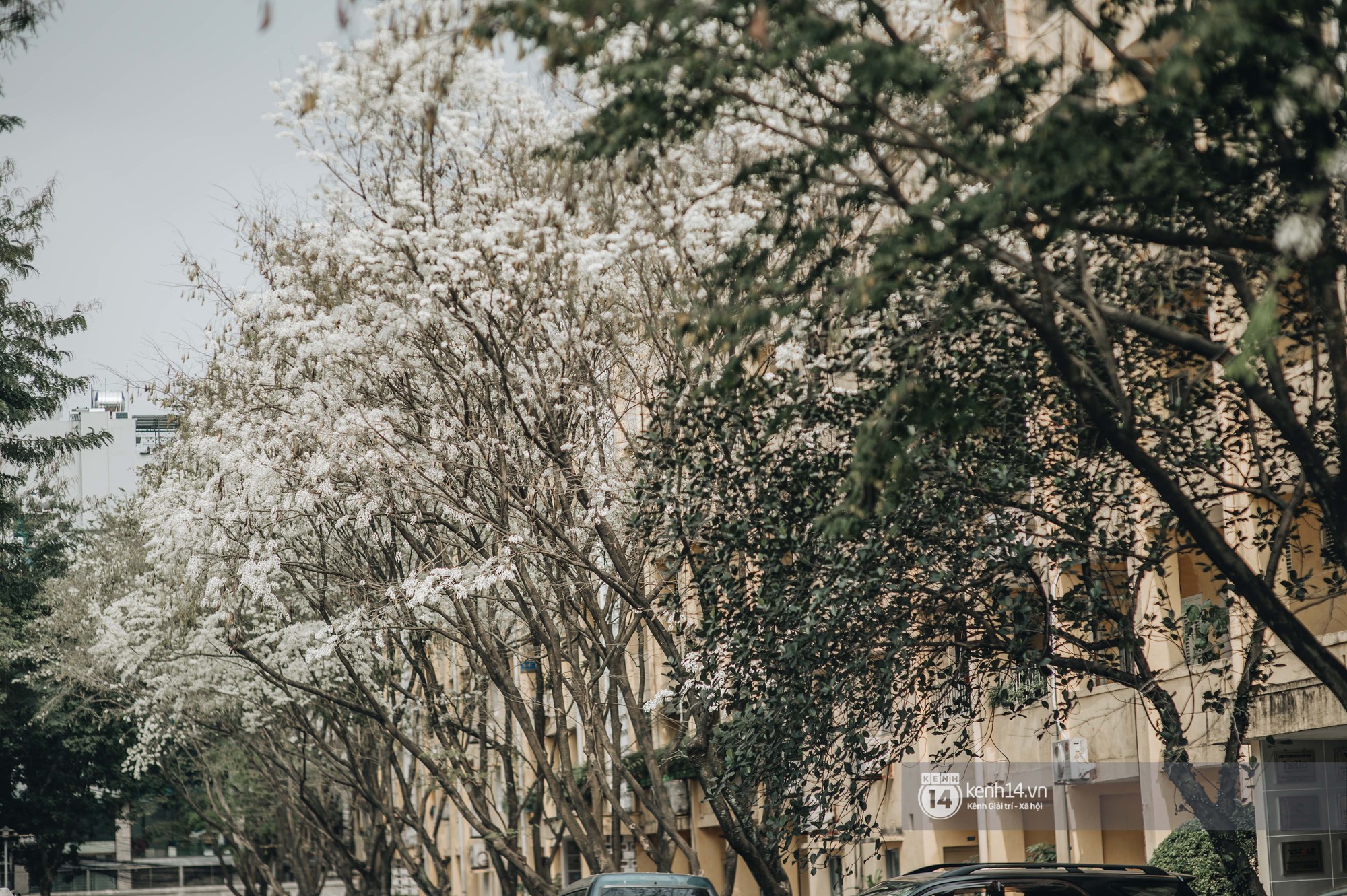 Đây là Hà Nội, của những ngày hoa sưa tinh khôi phủ trắng trời như tuyết - Ảnh 13. Đây là Hà Nội, của những ngày hoa sưa tinh khôi phủ trắng trời như tuyết - Ảnh 13.