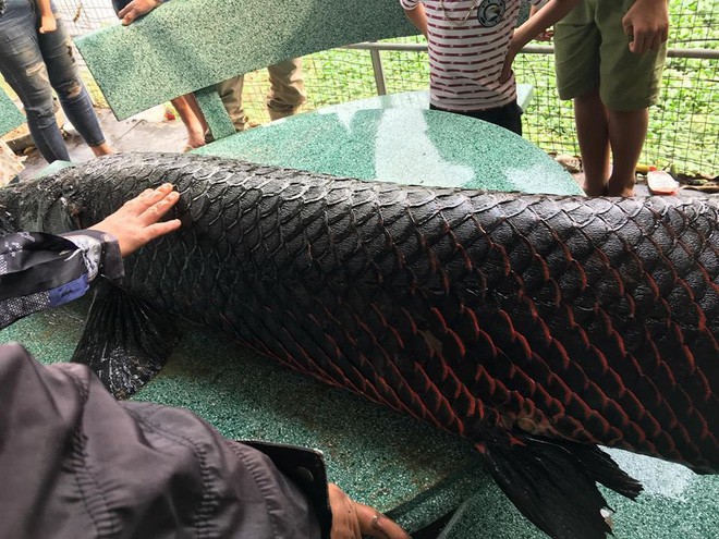 Sự thật th&ocirc;ng tin người d&acirc;n H&agrave; Nội bắt được c&aacute; khủng hơn 1 tạ tr&ecirc;n s&ocirc;ng Nhuệ - Ảnh 2.