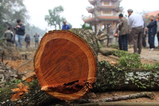 Hà Nội: Người dân thôn Phụ Chính vẫn loay hoay trước “giờ G” bán đấu giá cây sưa “trăm tỷ” - Ảnh 2.