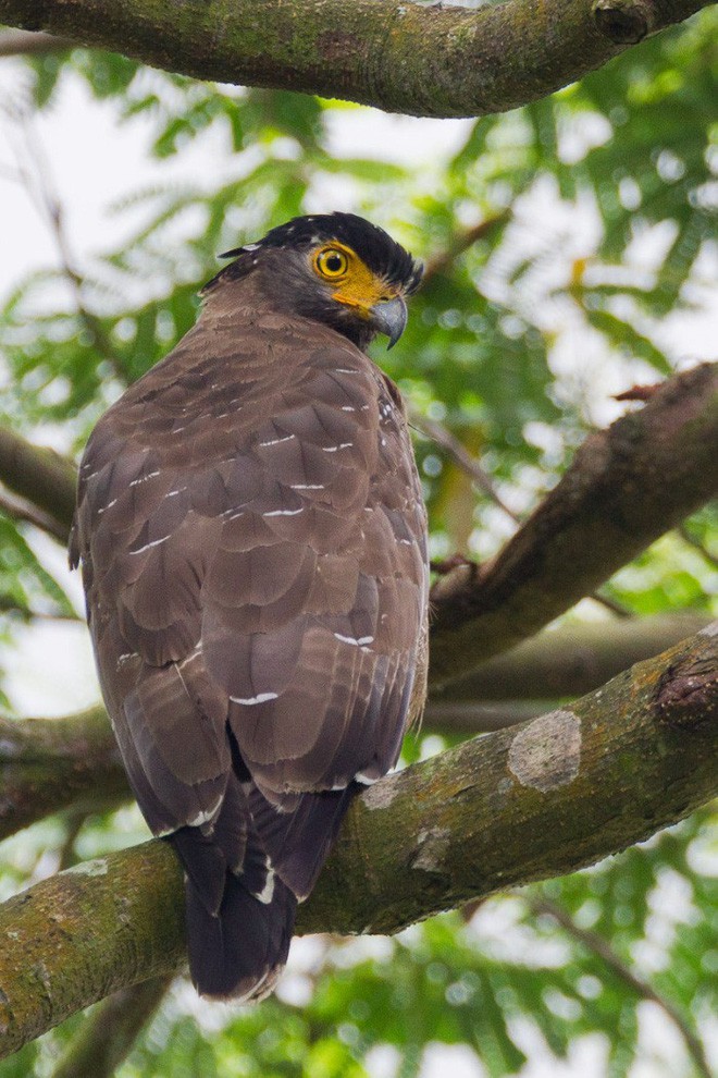 Diều hoa Miến Điện: Loài chim quý thuộc Sách Đỏ IUCN mang vẻ đẹp dũng mãnh hiếm có - Ảnh 2.