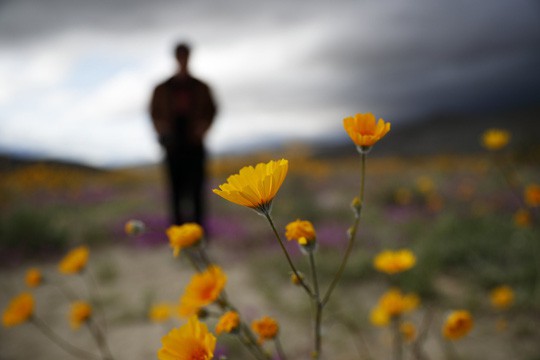 Đợt siêu nở hoa vô cùng bất thường trên sa mạc California  - Ảnh 1.