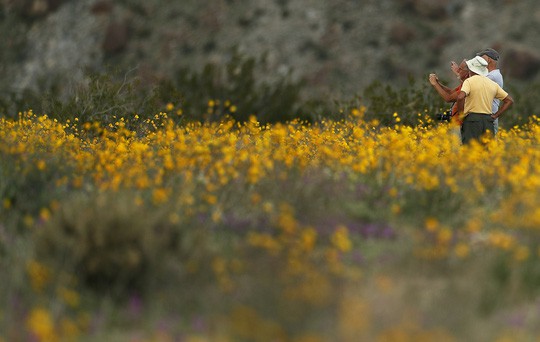 Đợt siêu nở hoa vô cùng bất thường trên sa mạc California  - Ảnh 2.