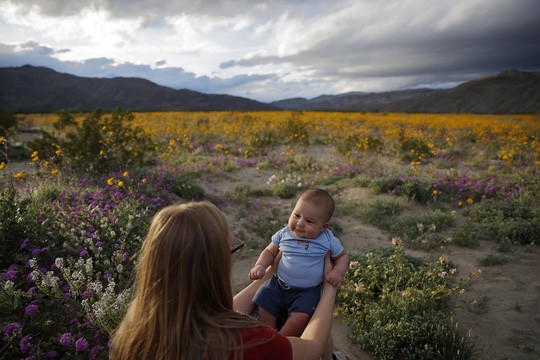 Đợt siêu nở hoa vô cùng bất thường trên sa mạc California  - Ảnh 3.