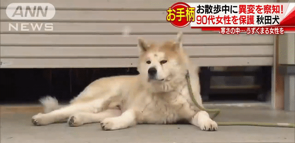 Cô chó Akita nổi tiếng trên MXH và được trao bằng khen vì cứu mạng cụ bà hơn 90 tuổi - Ảnh 3.