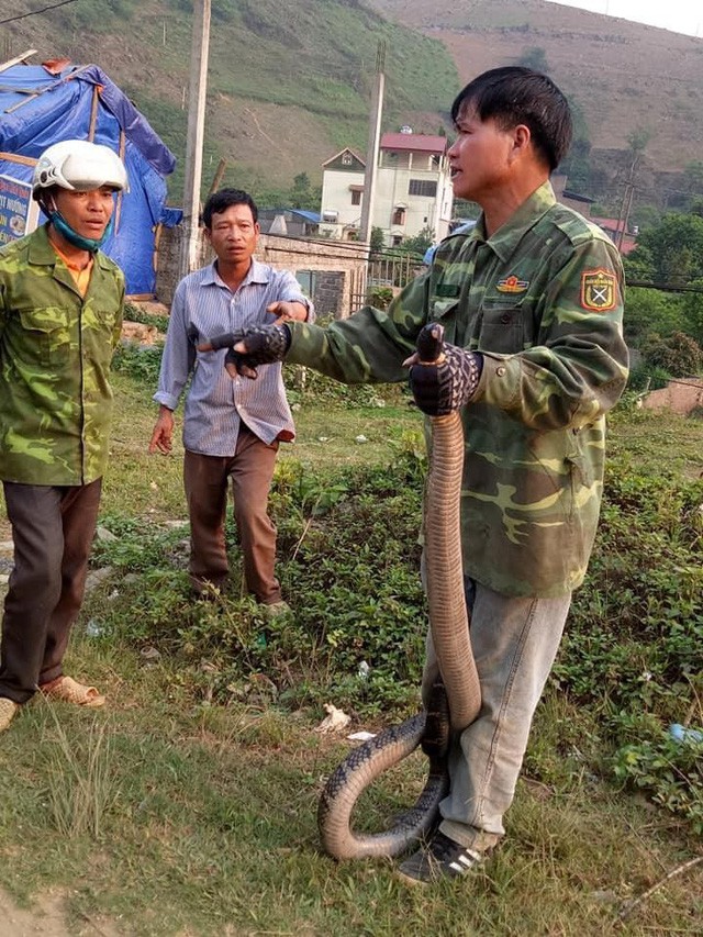 Kinh hãi cảnh người đàn ông tay không bắt rắn hổ mang khủng nặng gần 10kg - Ảnh 1.