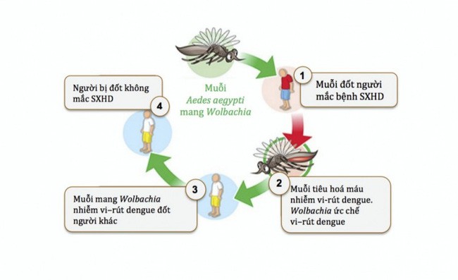 Cả nước đã ghi nhận hơn 47.000 trường hợp mắc sốt xuất huyết: Cẩn trọng với 2 con đường lây bệnh này - Ảnh 2.