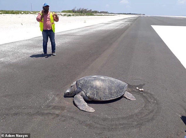 Xót xa cảnh tượng rùa hiếm Maldives lặn lội về quê đẻ trứng, nào ngờ tổ đã biến thành đường băng sân bay - Ảnh 1.