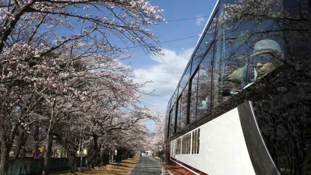 8 năm sau thảm họa hạt nhân, Fukushima hồi sinh đón người dân trở về - Ảnh 2.