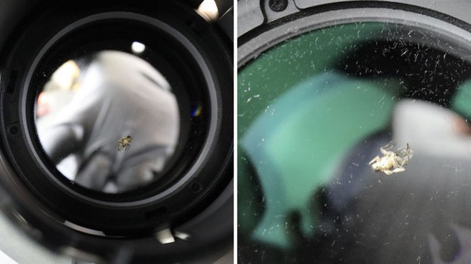 Một con ruồi chui vào ống kính camera 40 triệu, khổ chủ méo mặt mất thêm 9 triệu tiền sửa - Ảnh 2.