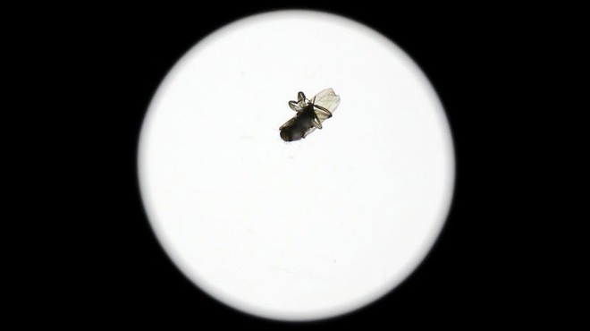 Một con ruồi chui vào ống kính camera 40 triệu, khổ chủ méo mặt mất thêm 9 triệu tiền sửa - Ảnh 1.