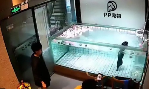 Trung Quốc: Chủ thả chó cưng vào bể nước đến chết đuối để quay phim gây phẫn nộ  - Ảnh 1.