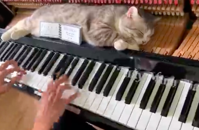 Chủ nhân clip mèo béo trên dương cầm đang lan truyền dữ dội khắp thế giới là người Việt! - Ảnh 2. Chủ nhân clip mèo béo trên dương cầm đang lan truyền dữ dội khắp thế giới là người Việt! - Ảnh 2.
