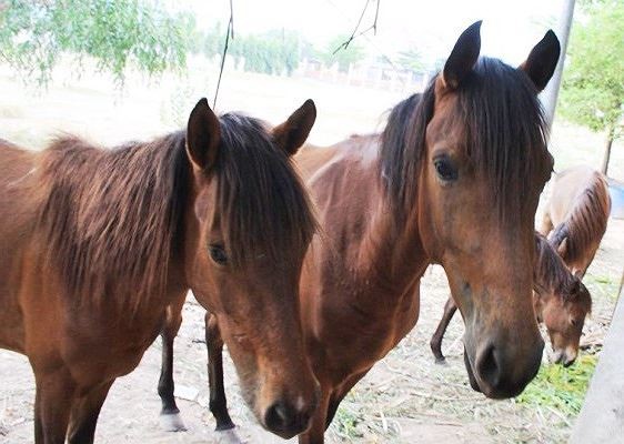 Hy hữu: Đ&agrave;n ngựa hoang kh&ocirc;ng chủ v&ocirc; tư dạo phố ở B&igrave;nh Dương - Ảnh 2.