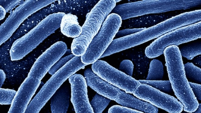 Vi khuẩn E. coli và những điều bạn cần biết để phòng tránh ngộ độc thực phẩm - Ảnh 3.