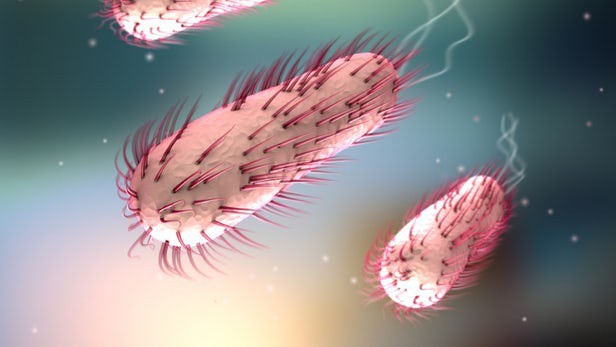 Vi khuẩn E. coli và những điều bạn cần biết để phòng tránh ngộ độc thực phẩm - Ảnh 4.