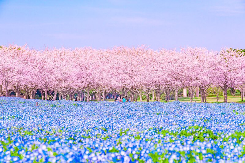 Thiên đường hoa gây sốt Nhật Bản: Hàng cây anh đào kết hợp rừng ...