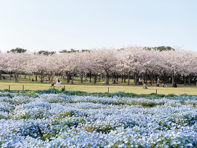 Thiên đường hoa gây sốt Nhật Bản: Hàng cây anh đào kết hợp rừng hoa mắt xanh đẹp như một giấc mơ - Ảnh 4.