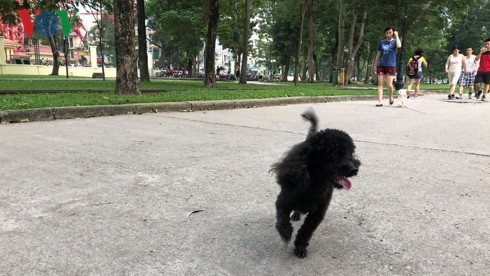 Kinh h&atilde;i ch&oacute; kh&ocirc;ng rọ m&otilde;m chạy r&ocirc;ng trong c&ocirc;ng vi&ecirc;n Thống Nhất - Ảnh 17.