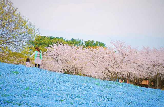 Thiên đường hoa gây sốt Nhật Bản: Hàng cây anh đào kết hợp rừng hoa mắt xanh đẹp như một giấc mơ - Ảnh 5.