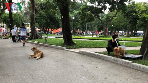 Kinh h&atilde;i ch&oacute; kh&ocirc;ng rọ m&otilde;m chạy r&ocirc;ng trong c&ocirc;ng vi&ecirc;n Thống Nhất - Ảnh 5.