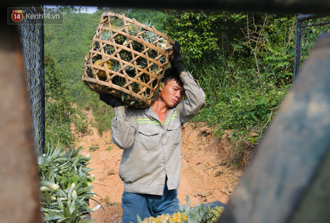 Dứa xuống gi&aacute; th&ecirc; thảm, n&ocirc;ng d&acirc;n Nghệ An ứa nước mắt b&aacute;n tống b&aacute;n th&aacute;o mong gỡ lại vốn - Ảnh 11.