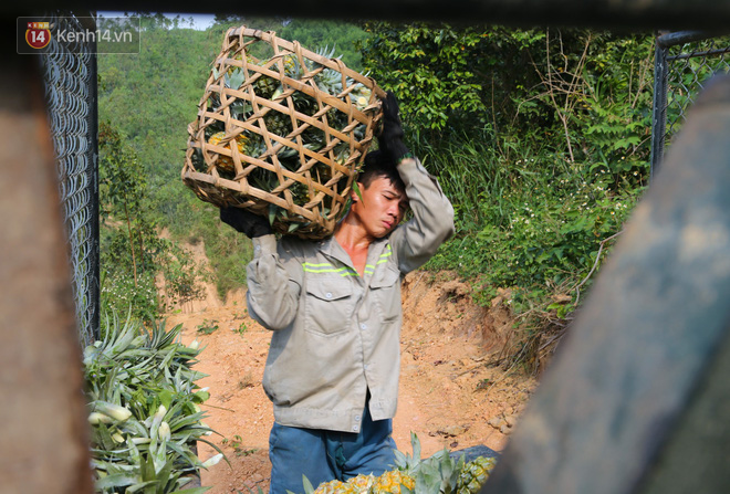 Dứa xuống giá thê thảm, nông dân Nghệ An ứa nước mắt bán tống bán tháo mong gỡ lại vốn - Ảnh 11.