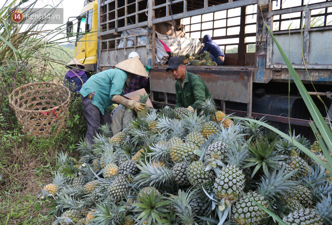 Dứa xuống gi&aacute; th&ecirc; thảm, n&ocirc;ng d&acirc;n Nghệ An ứa nước mắt b&aacute;n tống b&aacute;n th&aacute;o mong gỡ lại vốn - Ảnh 13.