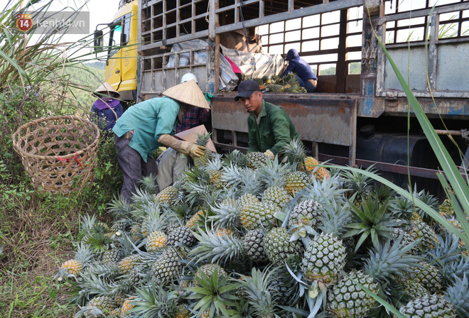 Dứa xuống giá thê thảm, nông dân Nghệ An ứa nước mắt bán tống bán tháo mong gỡ lại vốn - Ảnh 13.