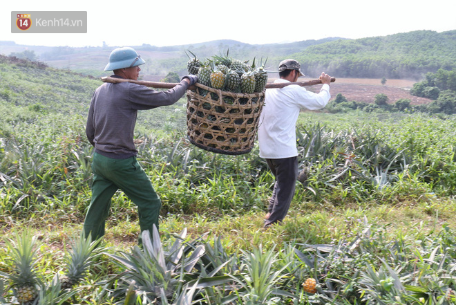 Dứa xuống gi&aacute; th&ecirc; thảm, n&ocirc;ng d&acirc;n Nghệ An ứa nước mắt b&aacute;n tống b&aacute;n th&aacute;o mong gỡ lại vốn - Ảnh 10.