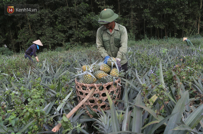 Dứa xuống gi&aacute; th&ecirc; thảm, n&ocirc;ng d&acirc;n Nghệ An ứa nước mắt b&aacute;n tống b&aacute;n th&aacute;o mong gỡ lại vốn - Ảnh 8.