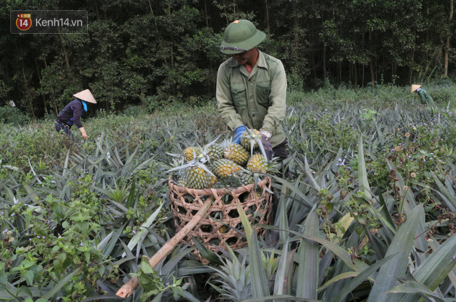 Dứa xuống giá thê thảm, nông dân Nghệ An ứa nước mắt bán tống bán tháo mong gỡ lại vốn - Ảnh 8.