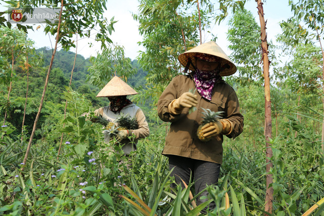 Dứa xuống gi&aacute; th&ecirc; thảm, n&ocirc;ng d&acirc;n Nghệ An ứa nước mắt b&aacute;n tống b&aacute;n th&aacute;o mong gỡ lại vốn - Ảnh 6.
