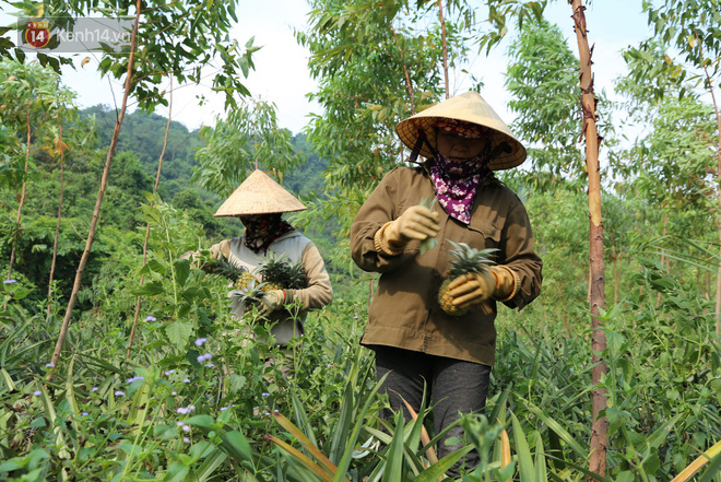 Dứa xuống giá thê thảm, nông dân Nghệ An ứa nước mắt bán tống bán tháo mong gỡ lại vốn - Ảnh 6.