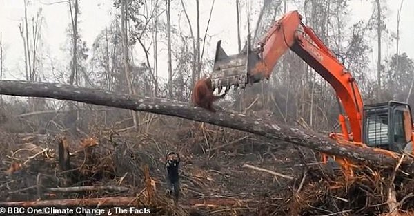 Đau lòng cảnh đười ươi liều mạng ngăn máy ủi phá rừng - Ảnh 2.