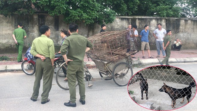 Một nữ lao công ở Hà Tĩnh bị chó tấn công tổn thương nặng phần đầu - Ảnh 1.