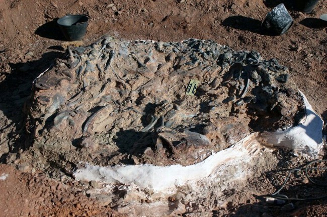 Argentina phát hiện nghĩa địa khủng long hóa thạch 220 triệu năm - Ảnh 1.