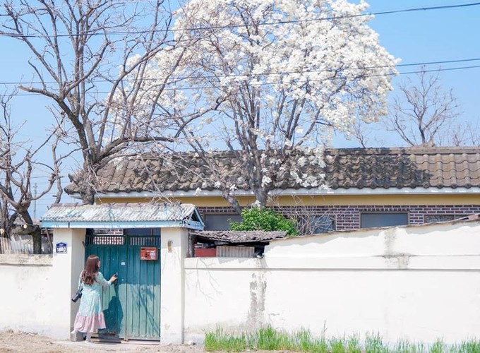 Không phải hoa anh đào, mộc lan mới chính là loài hoa đang vào độ bung nở đẹp nhất tại Seoul - Ảnh 9. Không phải hoa anh đào, mộc lan mới chính là loài hoa đang vào độ bung nở đẹp nhất tại Seoul - Ảnh 9.