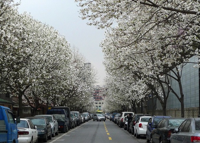 Không phải hoa anh đào, mộc lan mới chính là loài hoa đang vào độ bung nở đẹp nhất tại Seoul - Ảnh 10. Không phải hoa anh đào, mộc lan mới chính là loài hoa đang vào độ bung nở đẹp nhất tại Seoul - Ảnh 10.